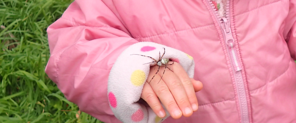 ナガコガネグモと遊ぶ