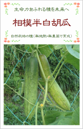 相模半白胡瓜