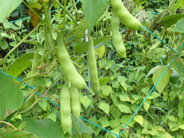 インゲンの育て方 無肥料 無農薬で栽培 在来種 固定種を育てよう 食育と体験学習