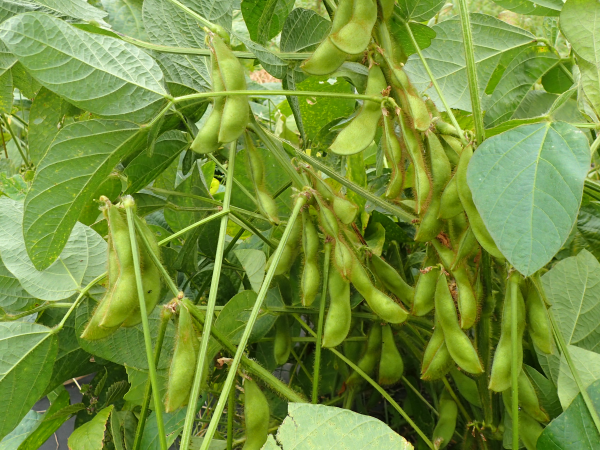 大豆の育て方 無肥料 無農薬で栽培 在来種 固定種を育てよう 食育と体験学習